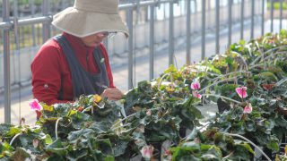 シクラメンの葉組みがはじまりました 登坂園芸 花で世界を奏でよう